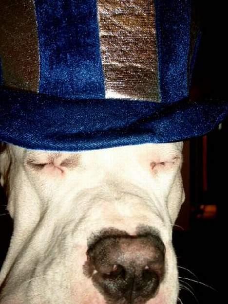 Dogo argentino Sultan  | - godt nytår billede 7