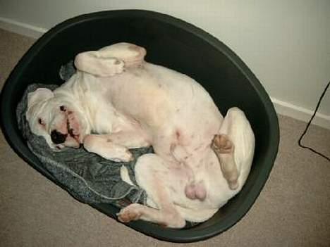 Dogo argentino Sultan  | - en slapper billede 8