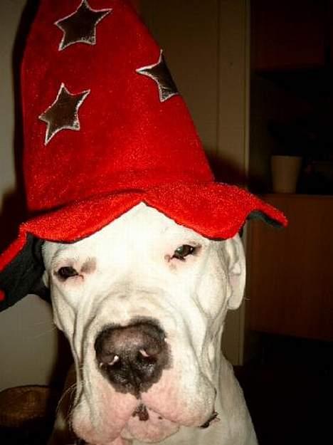 Dogo argentino Sultan  | - godt nytår billede 9