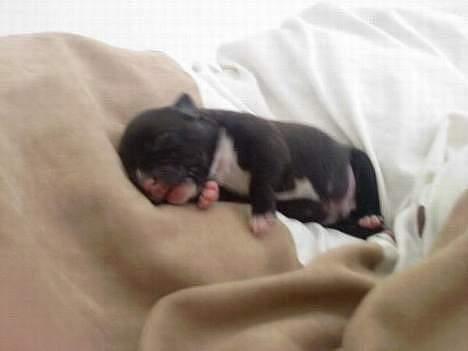 Amerikansk staffordshire terrier fubi - Hendes anden gang som mor, 7 hvalpe blev det til. far til den på biledet er en engelsk. staf kan ses under navnet "Ben" billede 6