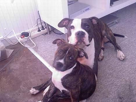 Amerikansk staffordshire terrier fubi - fubi igen, med sin hvalp fra anden kuld.. den lille sorte er fra samme. men dog er det her biled 8uger efter. billede 7