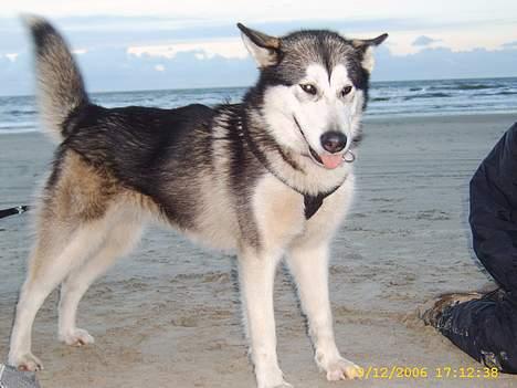 Alaskan malamute Aisha billede 9