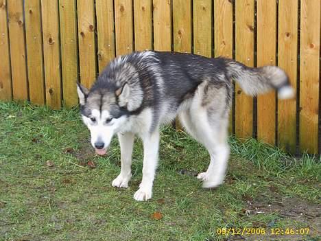 Alaskan malamute Aisha billede 10