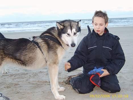 Alaskan malamute Aisha billede 11