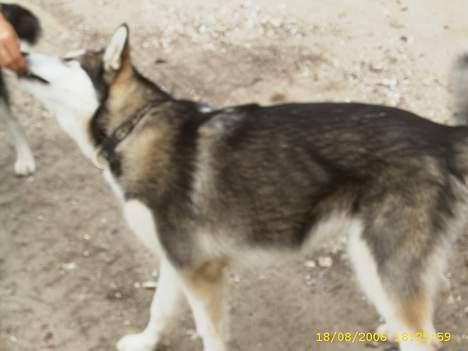 Alaskan malamute Aisha billede 12