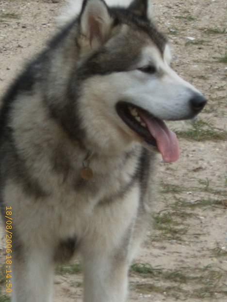 Alaskan malamute First Balto *himmelhund* billede 16