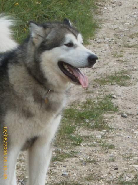Alaskan malamute First Balto *himmelhund* billede 17