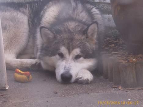 Alaskan malamute First Balto *himmelhund* billede 18