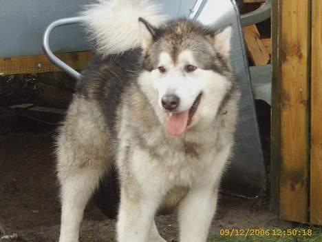 Alaskan malamute First Balto *himmelhund* billede 19
