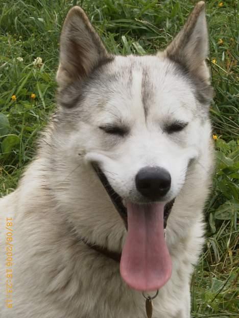 Siberian husky Lajka *udlånt* billede 7