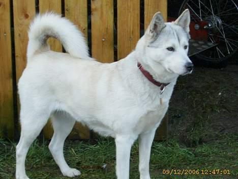 Siberian husky Lajka *udlånt* billede 8