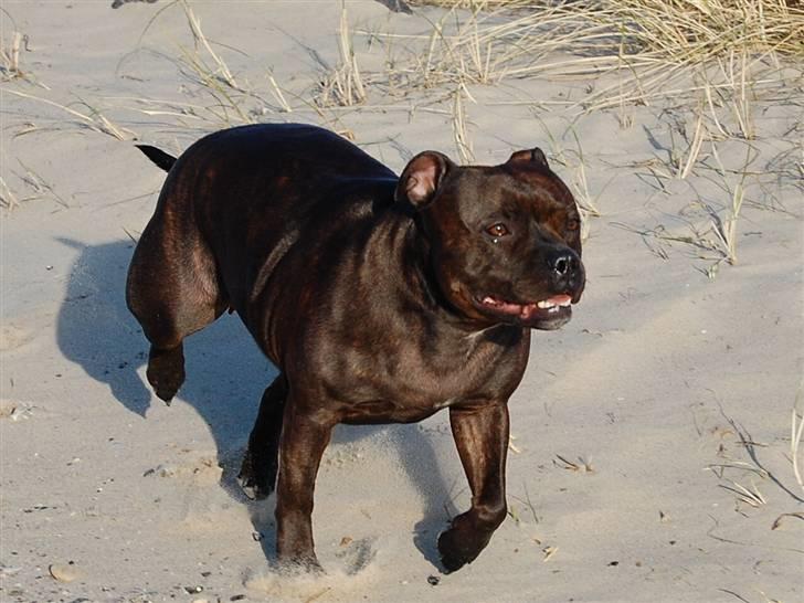 Staffordshire bull terrier Sasha  billede 6