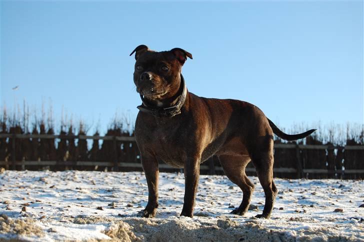 Staffordshire bull terrier Sasha  billede 7