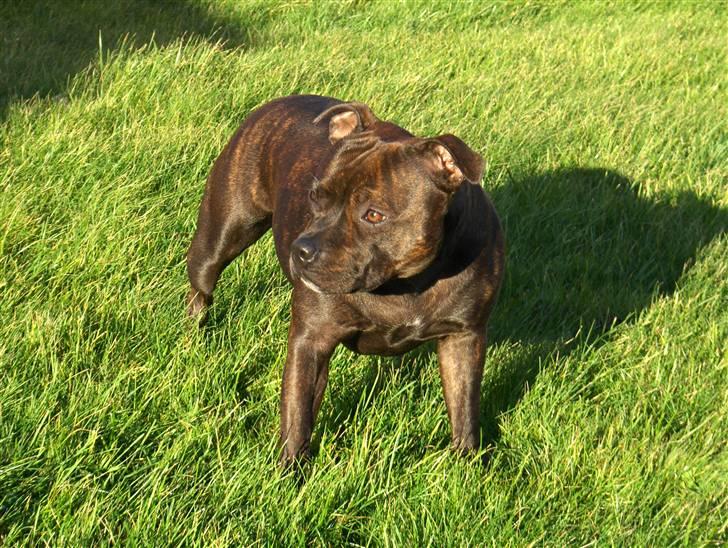 Staffordshire bull terrier Sasha  - sommeren 08 billede 8