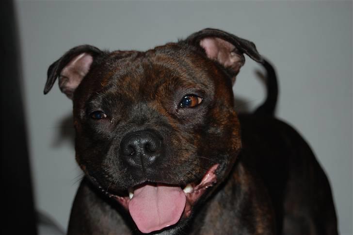 Staffordshire bull terrier Sasha  - sommeren 08 billede 9