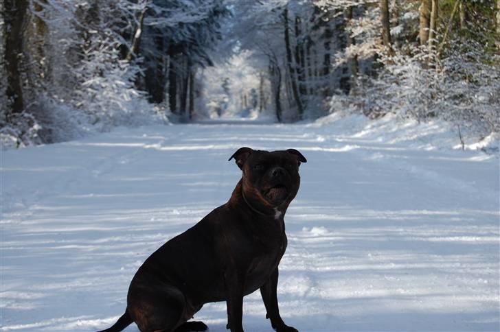 Staffordshire bull terrier Sasha  billede 10