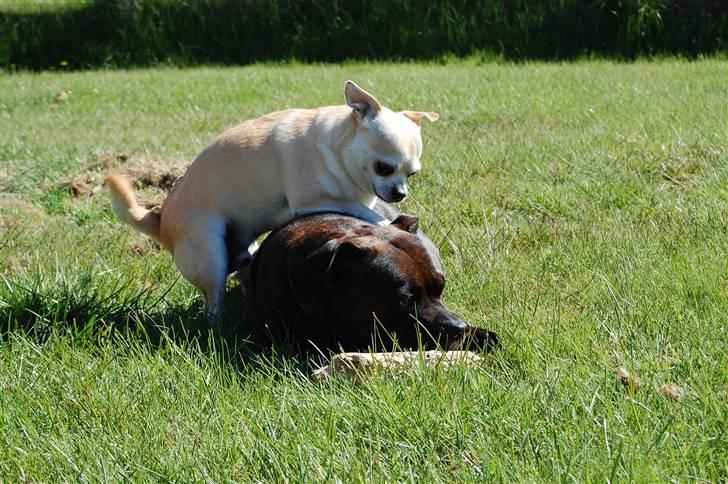 Staffordshire bull terrier Sasha  - sommeren 09 billede 11