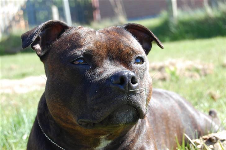 Staffordshire bull terrier Sasha  - sommeren 09 billede 12