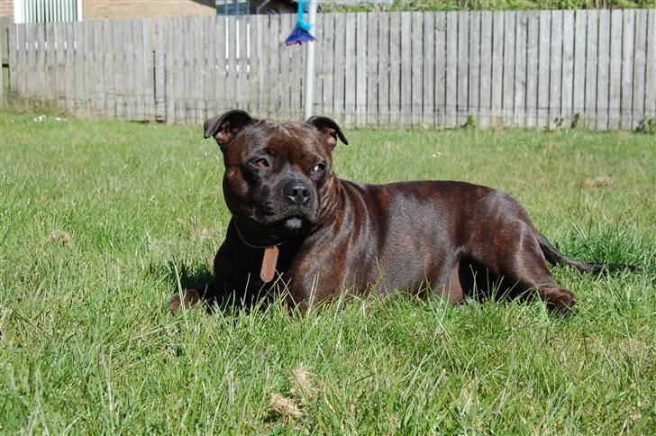 Staffordshire bull terrier Sasha  - sommeren 09 billede 13