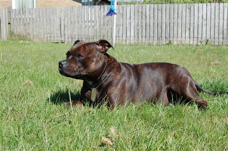 Staffordshire bull terrier Sasha  - sommeren 09 billede 14