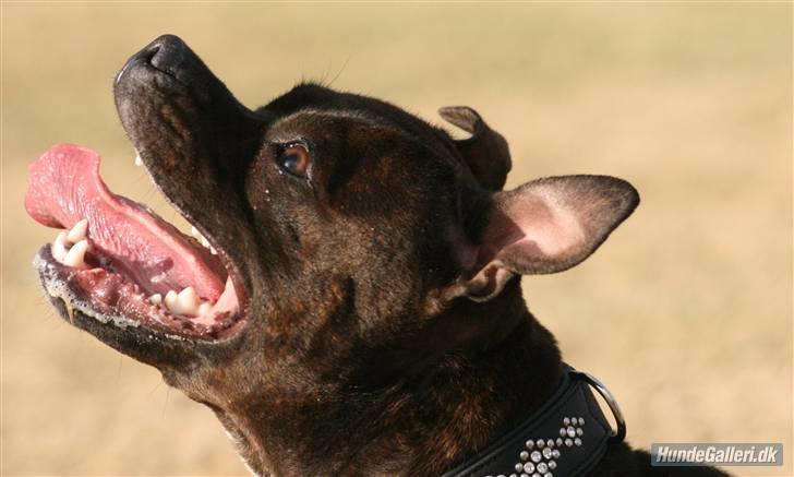 Staffordshire bull terrier Sasha  - sommeren 08 billede 15