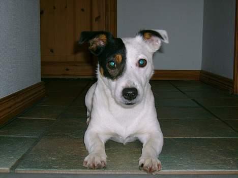 Jack russell terrier Theills Tikki billede 4