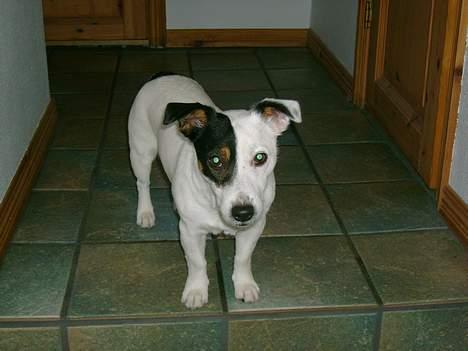 Jack russell terrier Theills Tikki billede 5