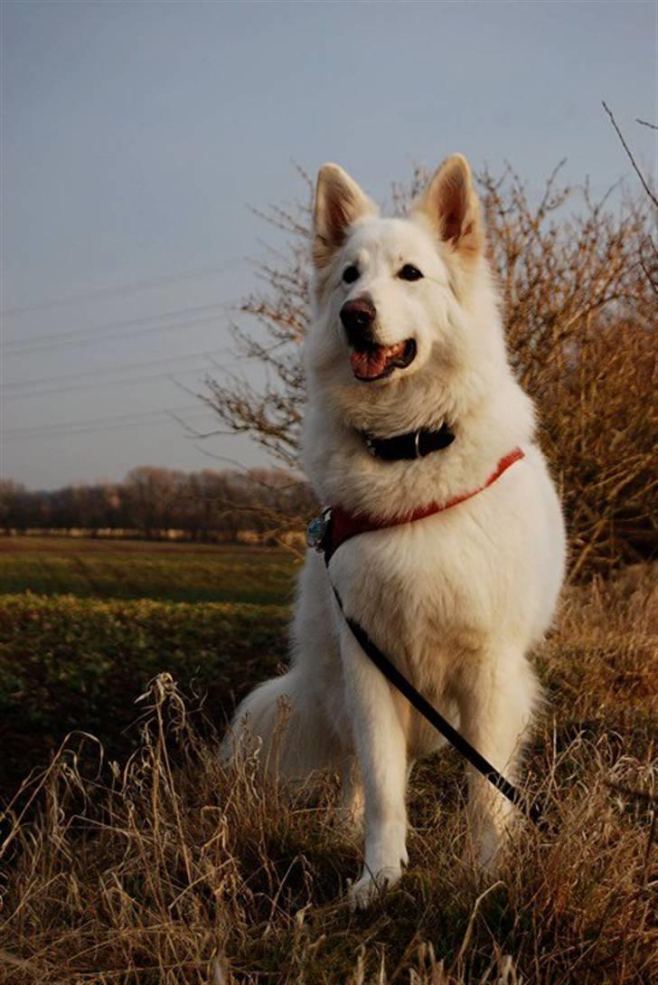 Hvid Schweizisk Hyrdehund Oscar (Himmelhund) - Vores smukke smukke hund.  billede 4