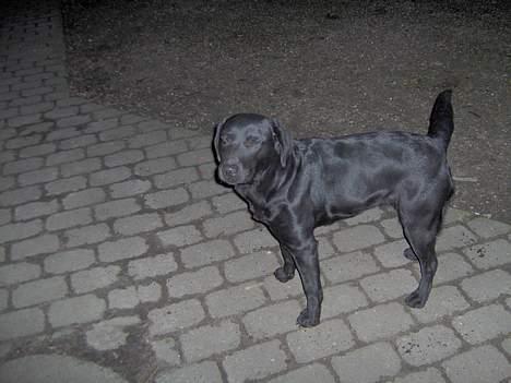 Labrador retriever lucky - søde lucky billede 4