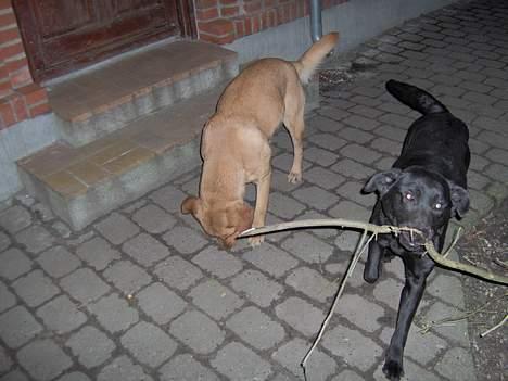 Labrador retriever lucky - se jeg fandt pinden, er jeg ikke dygtigt billede 5