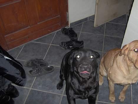 Labrador retriever lucky - er det mig, du tager et billede af billede 6