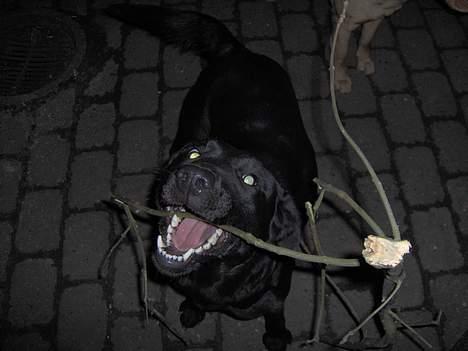 Labrador retriever lucky - lucky med sin pind igen billede 7