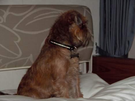 Griffon bruxellois Justice - Gad vide om jeg får lov til at sove i den her køje, der er langt til Bornholm billede 13