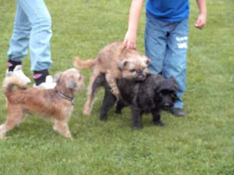 Griffon bruxellois Justice - Er det noget jeg skal lære Sokrates? billede 14