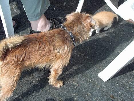 Griffon bruxellois Justice - Hvad mon den hund hedder? Den siger underligt billede 15