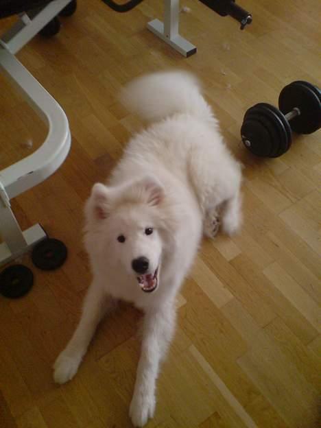 Samojedhund Snemark's Mr. Hot Stuff billede 12