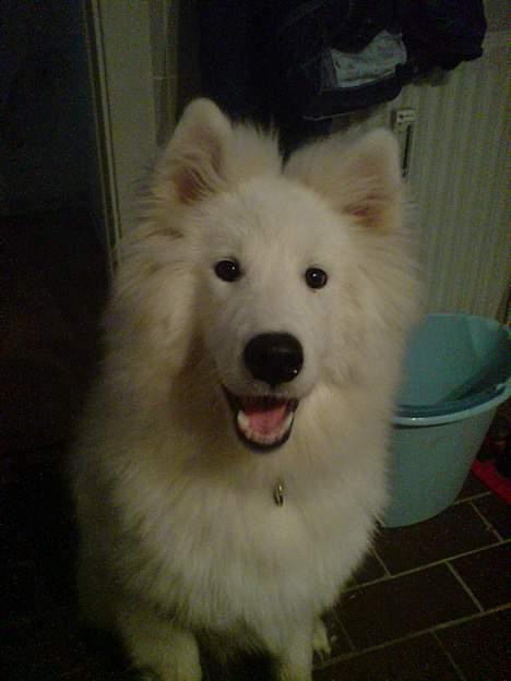 Samojedhund Snemark's Mr. Hot Stuff billede 13