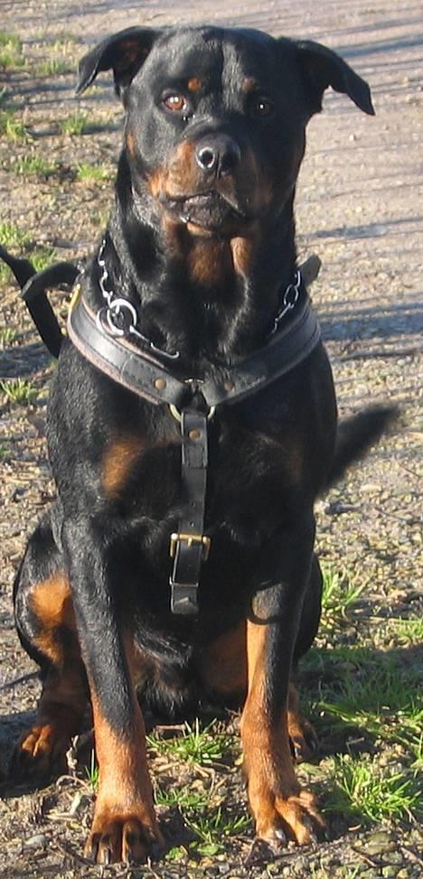 Rottweiler Kaiser RIP  - NYT billede 14