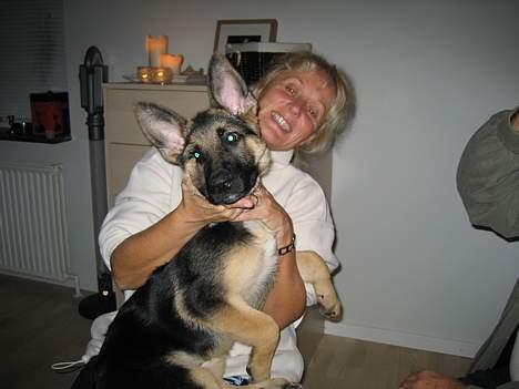 Schæferhund Lica - Her sidder jeg lige ved "farmor". billede 10