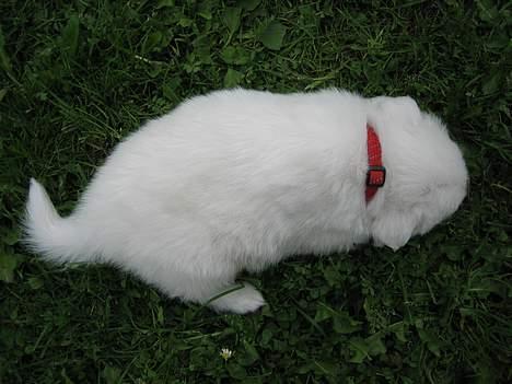 Dansk Spids Berta - Putter lige... billede 5