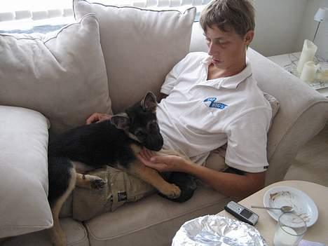 Schæferhund Lica - Her er jeg ikke så gammel men putter lidt med far. billede 11