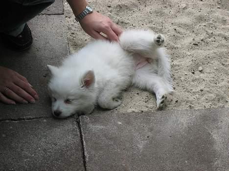 Dansk Spids Berta - Her synes min mor og far jeg skal tisse - men jeg vil hellere tage en lur billede 6