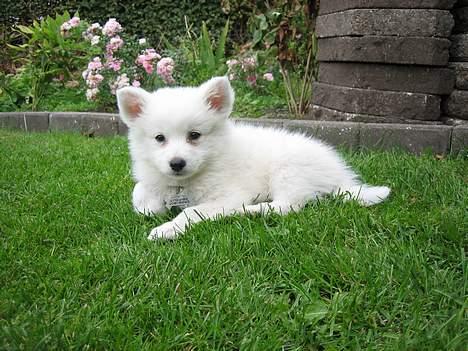 Dansk Spids Berta - Er jeg ikke bare nuser? billede 7