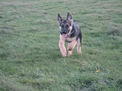 Schæferhund Lica - Det er bare skønt når jeg kan løbe på kalø. billede 12