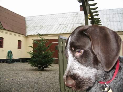 Ruhåret hønsehund <33Fie<33 - Ej.Hvor jeg sød billede 1