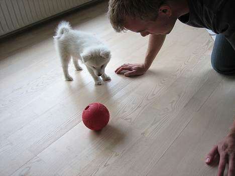 Dansk Spids Berta - Jeg elsker at lege med mit legetøj billede 9