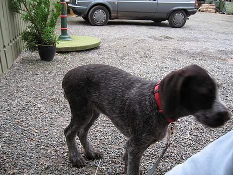 Ruhåret hønsehund <33Fie<33 billede 2