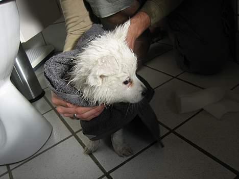 Dansk Spids Berta - adr... at være i bad er ikke sjovt billede 10