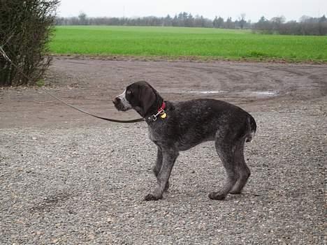 Ruhåret hønsehund <33Fie<33 - Ej.. Nyt med snor..Hvad er det? billede 3