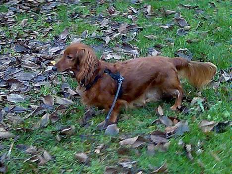 Dværggravhund Pingo R.I.P. - "Hov, hvad var det?". billede 18